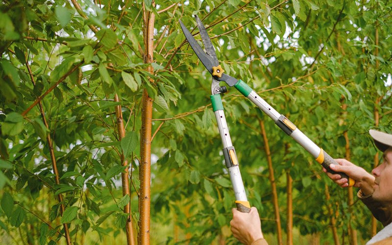 Tree trimming in Harper, OR